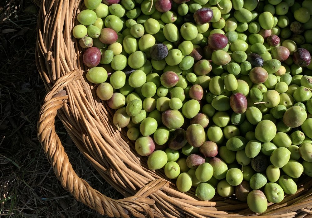 Le Baume Radieux Nourrissant à l'Huile d'Olive Bio - La Provençale Bio -  Soin du visage