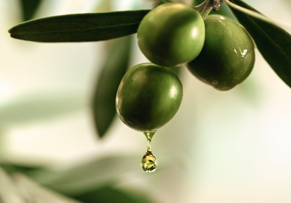 La Provencale BIO Crème de jouvence anti-âge à l'huile d'olive Bio